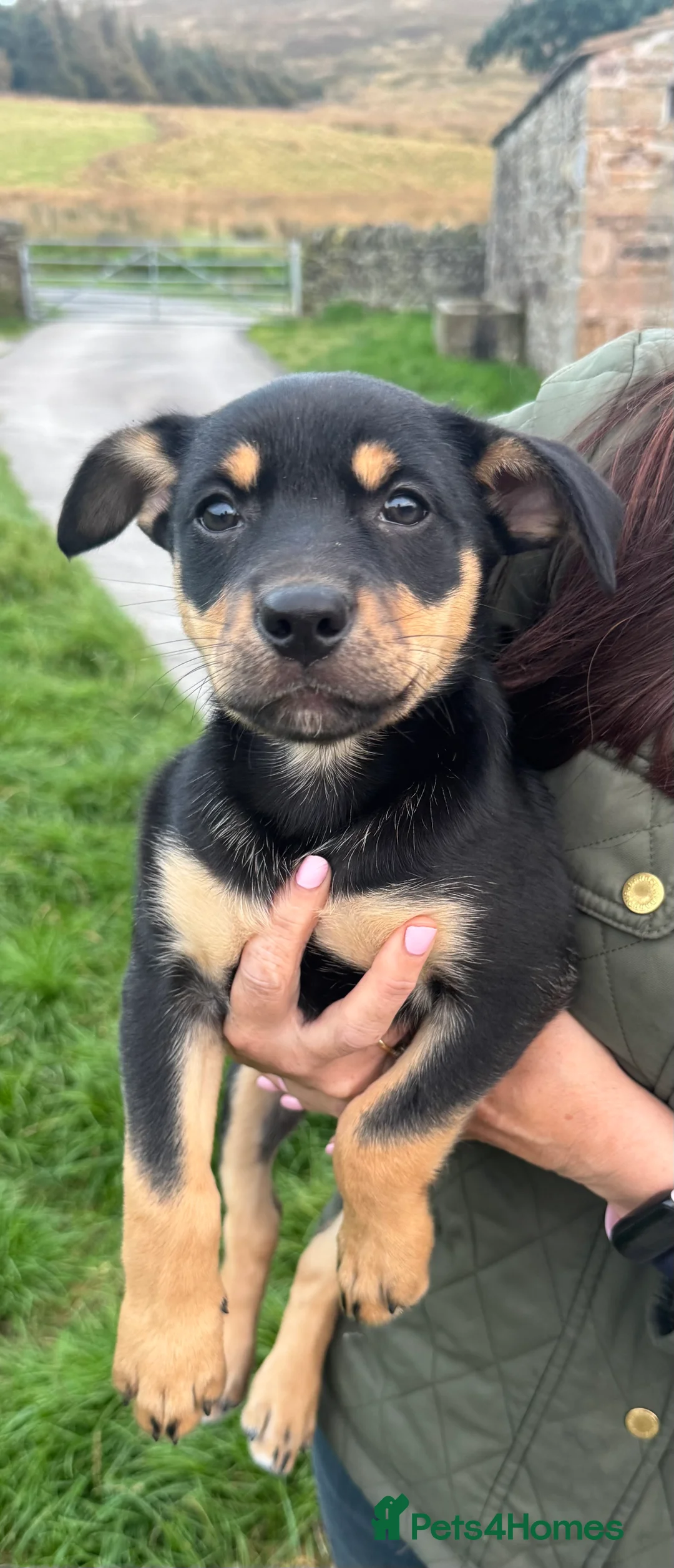 Australian Kelpie dogs for sale: Stunning Farm Breed Kelpies - Advert 2