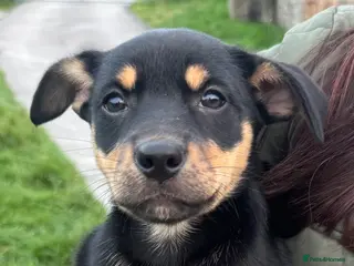 Australian Kelpie dogs Stunning Farm Breed Kelpies - Advert 2