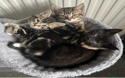 Mixed Breed cats for sale: 🐾Gorgeous Male Kittens Looking for Loving Homes🐾 - Image 1