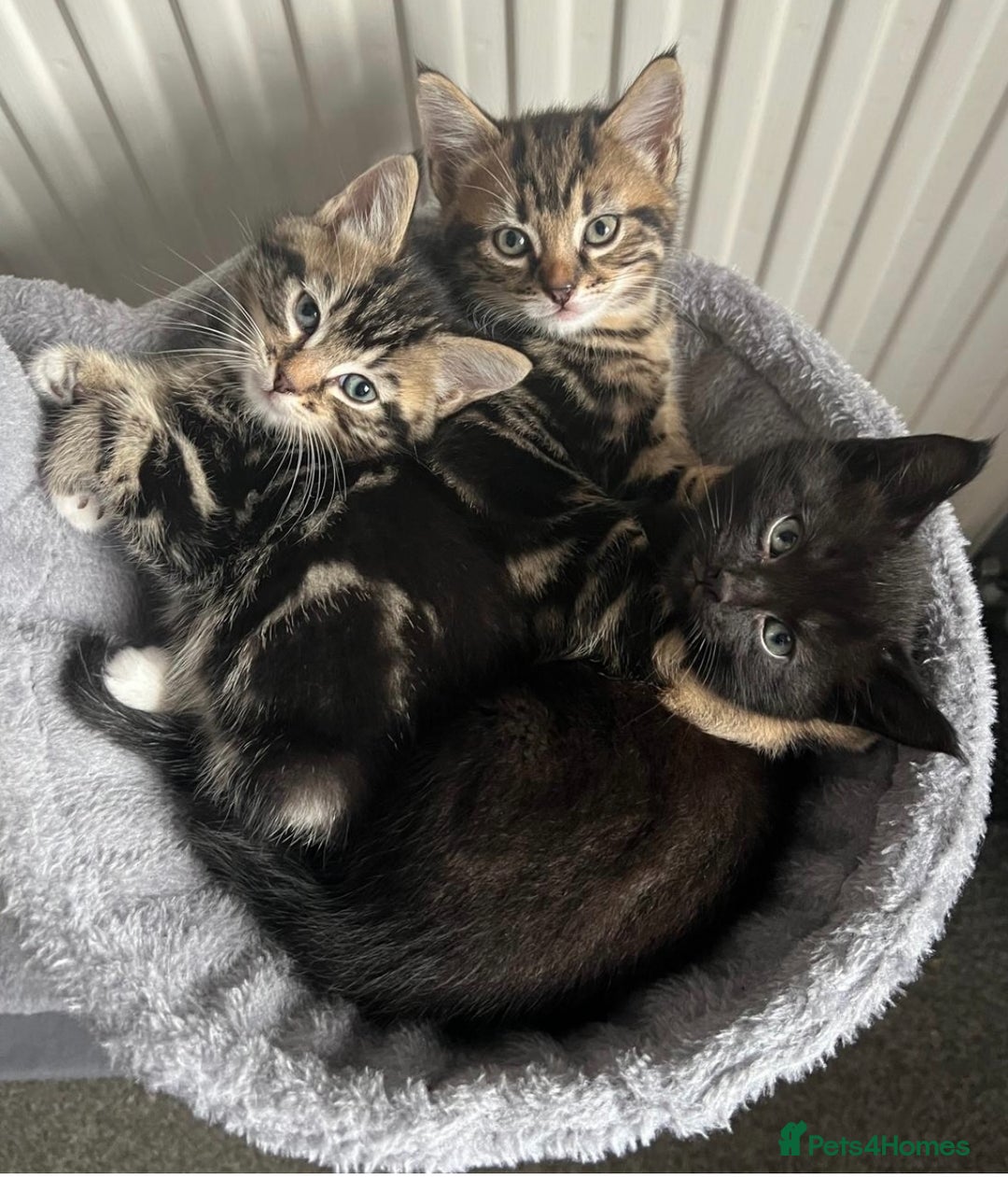 Mixed Breed cats for sale: 🐾Gorgeous Male Kittens Looking for Loving Homes🐾 - Image 1