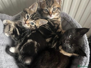 Mixed Breed cats for sale - Advert 1