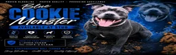 Staffordshire Bull Terrier dogs for stud: PROVEN KC REGISTERED STAFFORDSHIRE BULL TERRIER - Advert 1