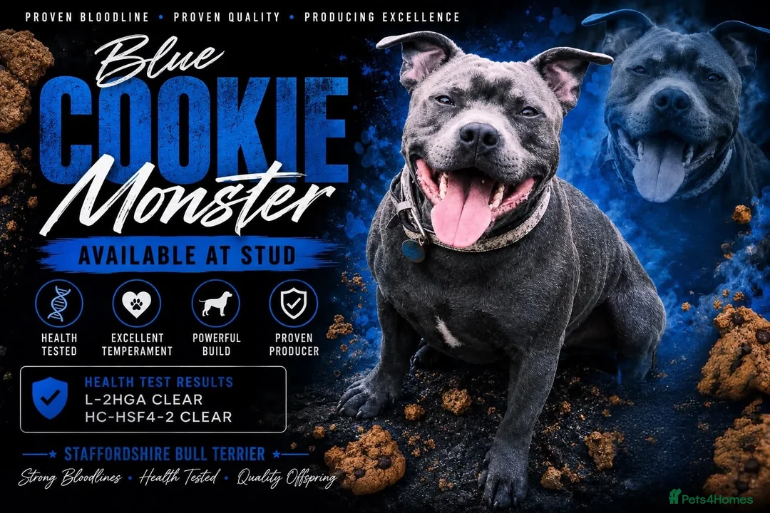 Staffordshire Bull Terrier dogs for stud: PROVEN KC REGISTERED STAFFORDSHIRE BULL TERRIER - Advert 1