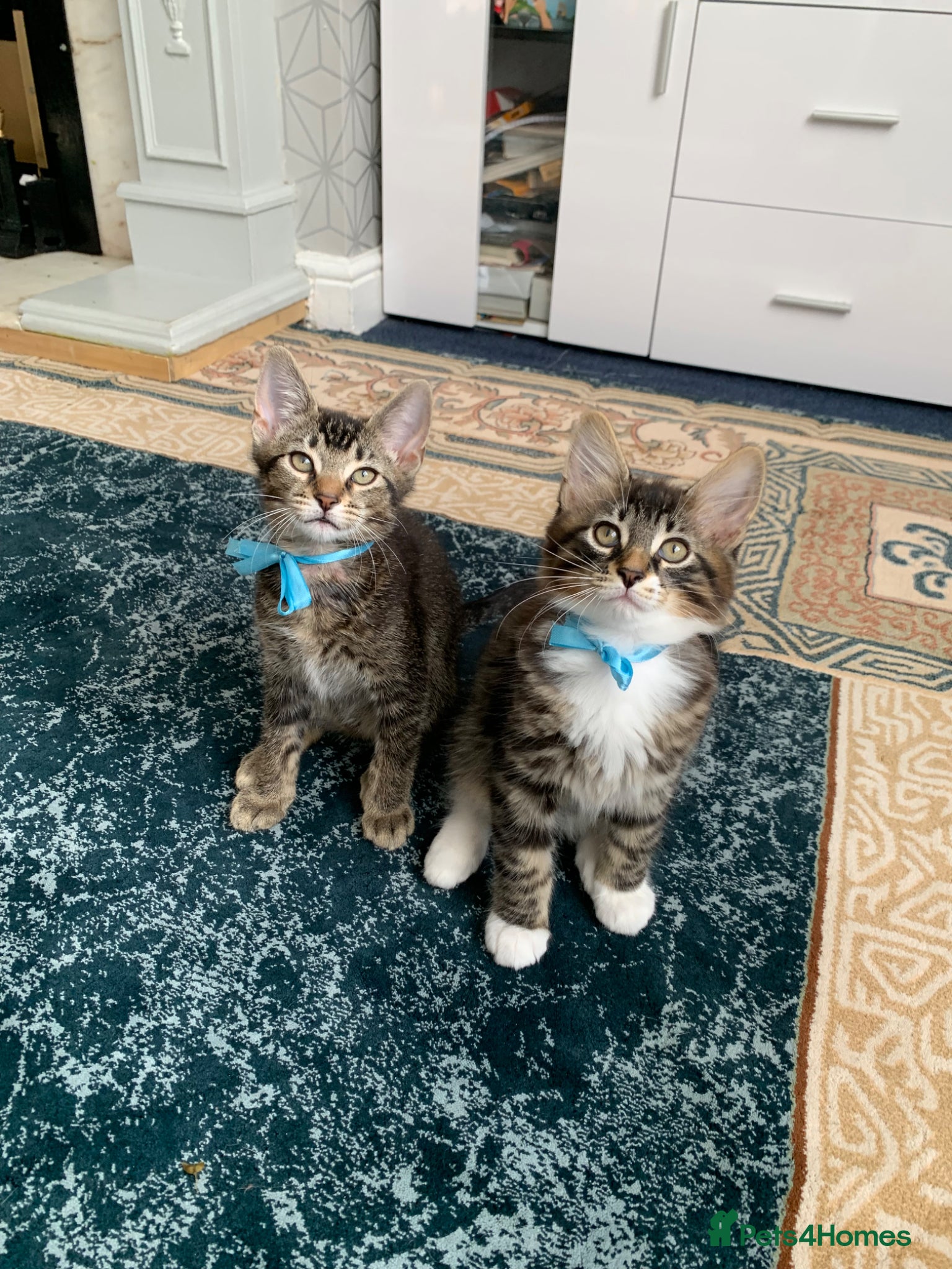 Mixed Breed cats Beautiful kittens looking for loving home. - Advert 1