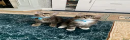 Mixed Breed cats for sale: Beautiful kittens looking for loving home. - Advert 6