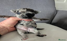 Chihuahua dogs for sale: Stunning merle Chihuahua puppies  - Image 6