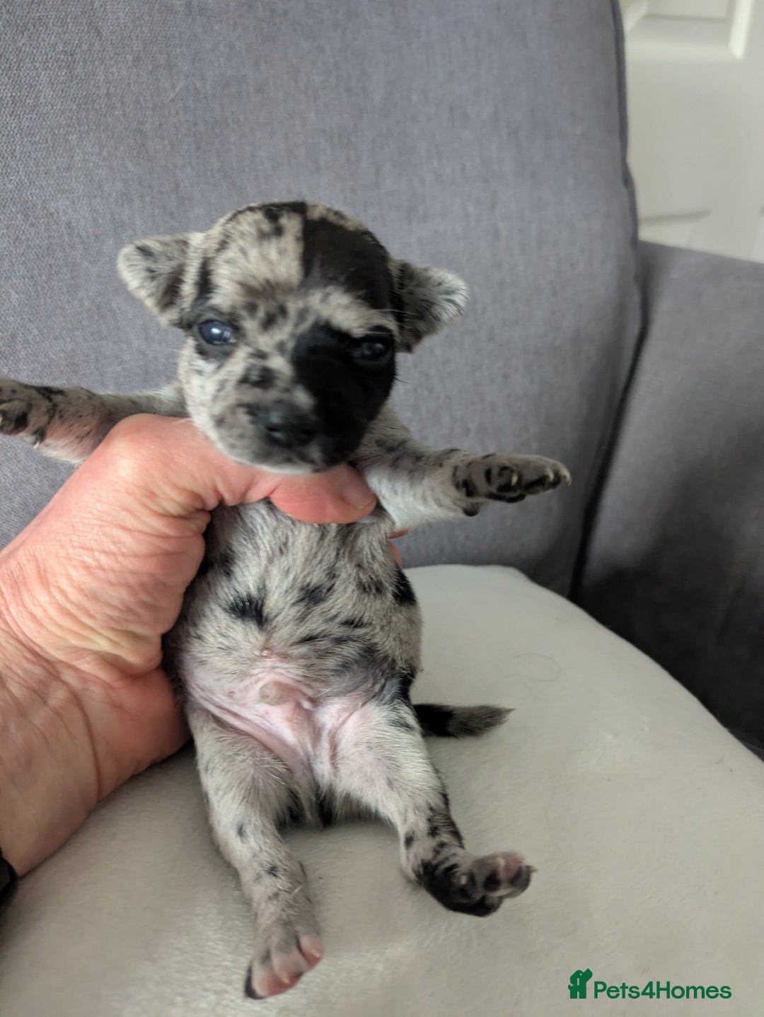 Chihuahua dogs for sale: Stunning merle Chihuahua puppies  - Image 6