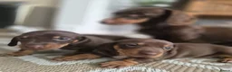 Miniature Dachshund dogs for sale: 2 beautiful bitches. Chocolate and tan - Advert 4