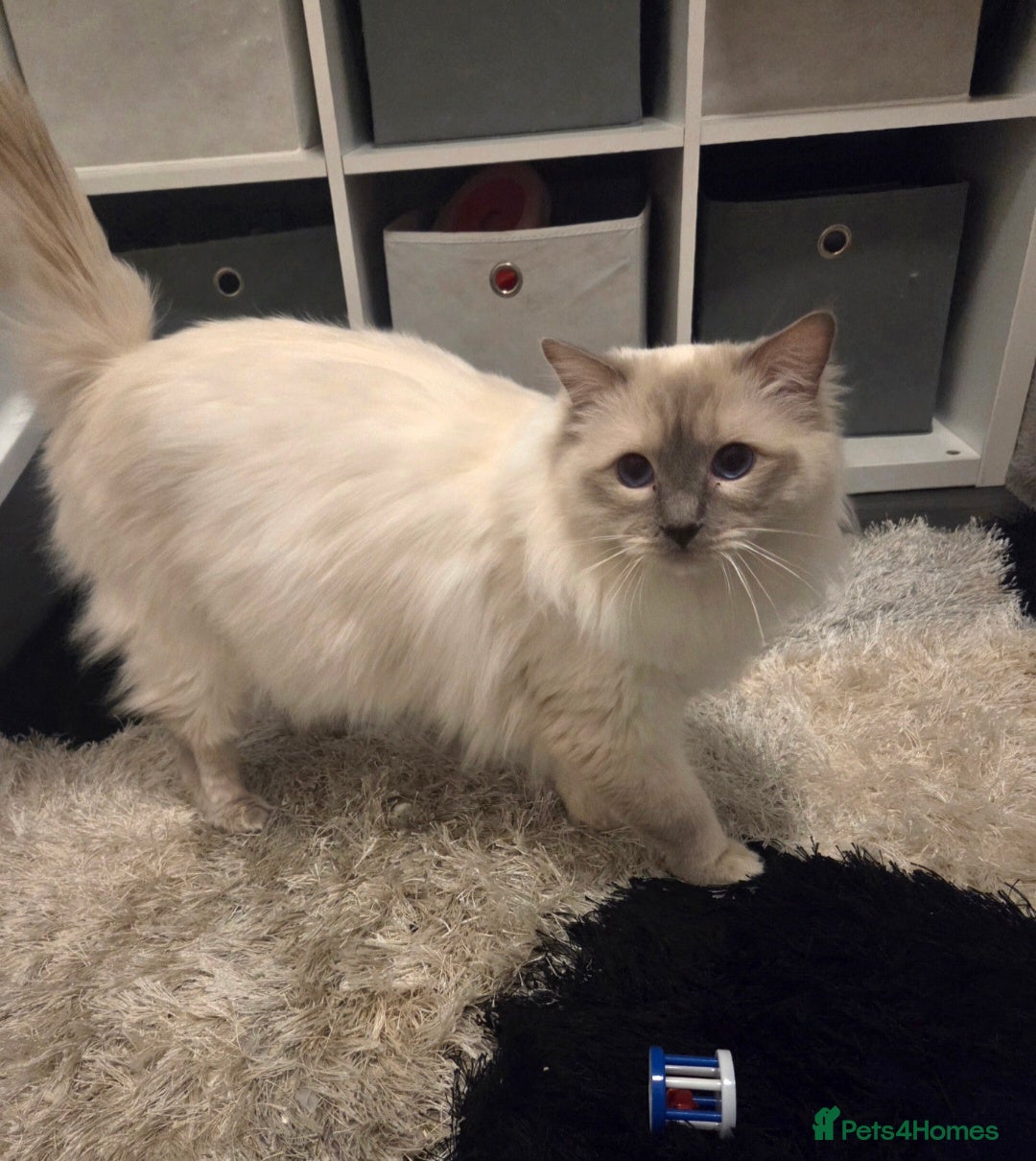 Ragdoll cats for stud: GCCF Lilac Point Ragdoll Stud Proven - Advert 5