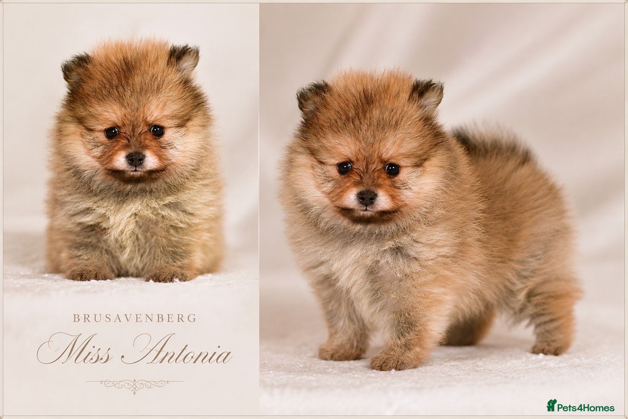 Pomeranian dogs KC DNA SHORT MUZZLE MINIATURE POMERANIAN PUPPIES - Advert 14