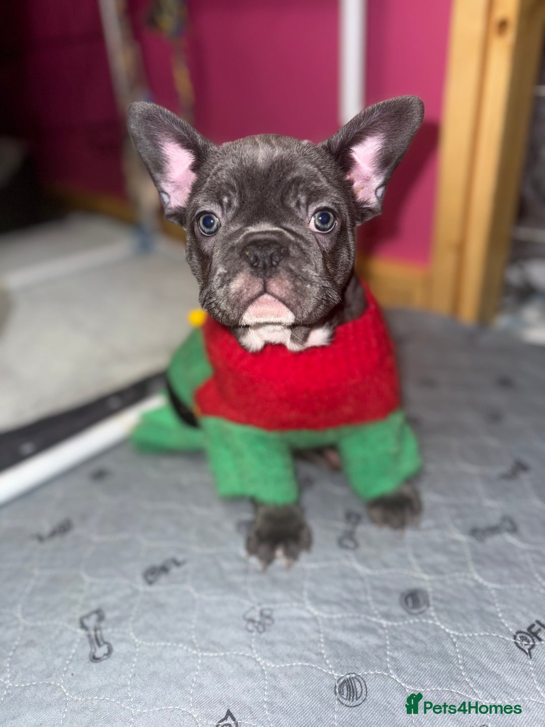French Bulldog dogs for sale: 5 female French Bulldog –9 weeks old💙 🐾 - Advert 9