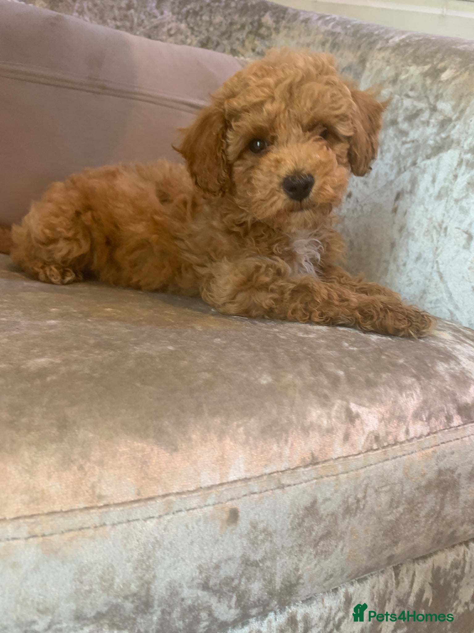 Toy Poodle dogs 🐩Ready for Walks Quality Toy Poodle. 🐩 - Advert 2