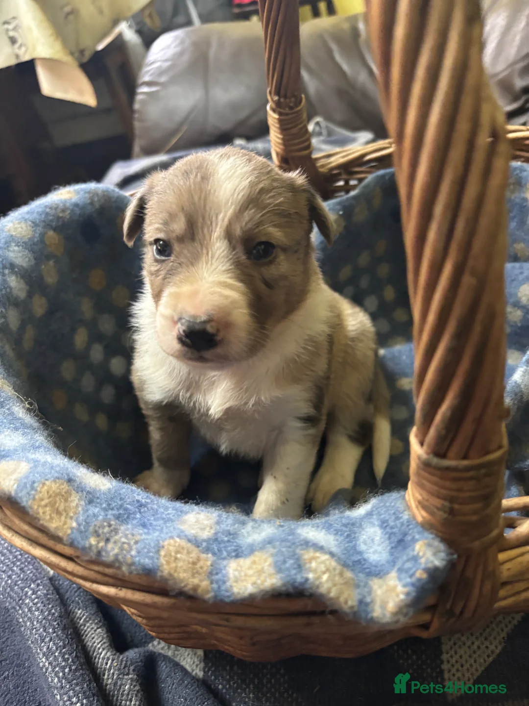 Border Collie dogs for sale: Working Collie Puppies  - Advert 17