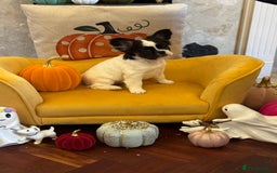 French Bulldog dogs for sale: Fluffy frenchie puppy **Ready Now** - Advert 3