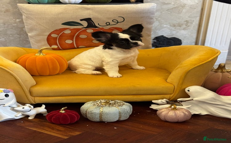 French Bulldog dogs - Advert 2