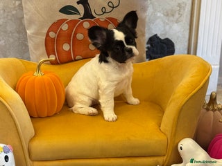 French Bulldog dogs - Advert 5
