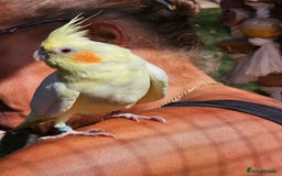 Mixed Breed birds for sale: Male cockateils  - Image 9