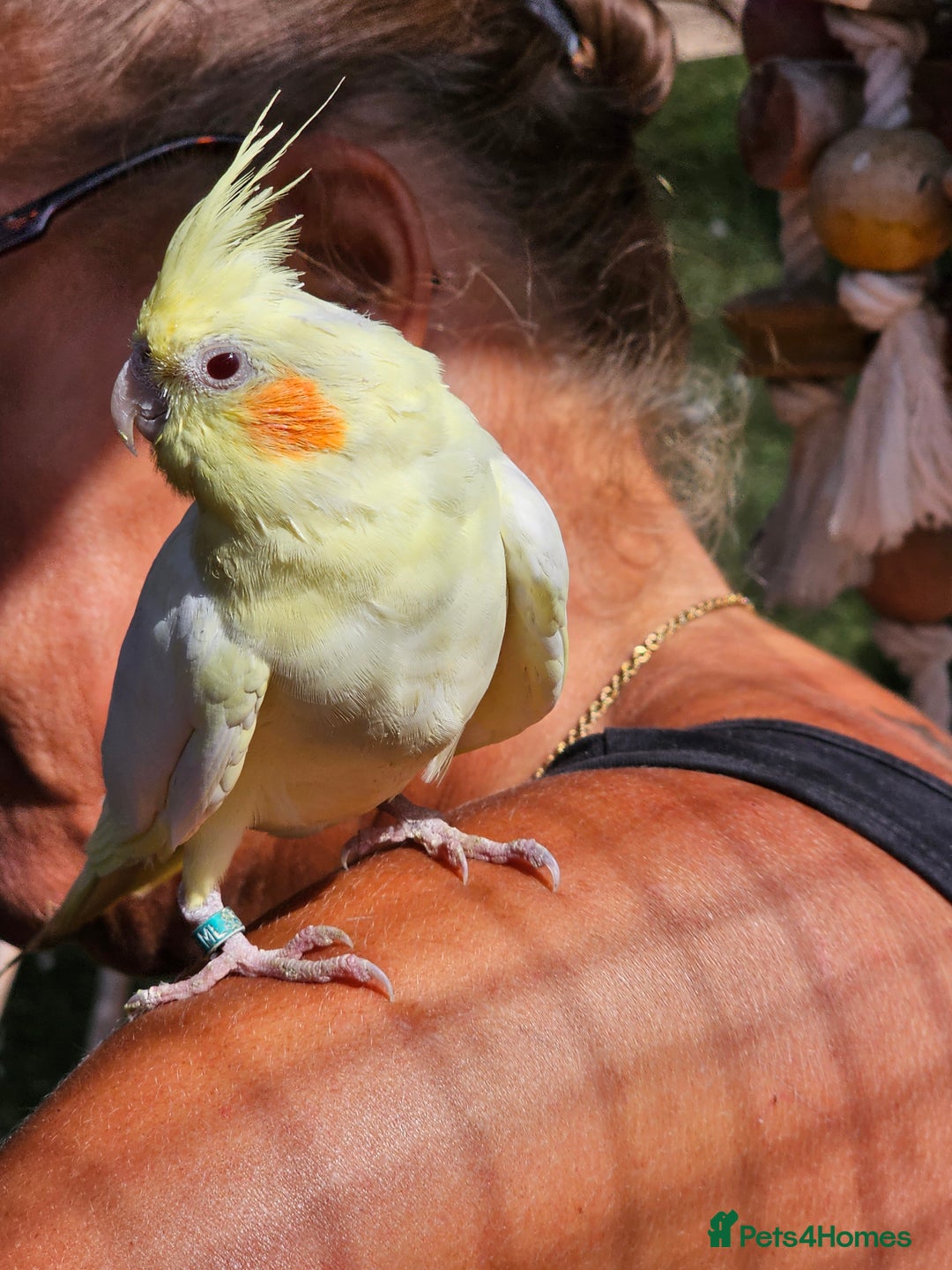 Mixed Breed birds for sale: Male cockateils  - Image 9