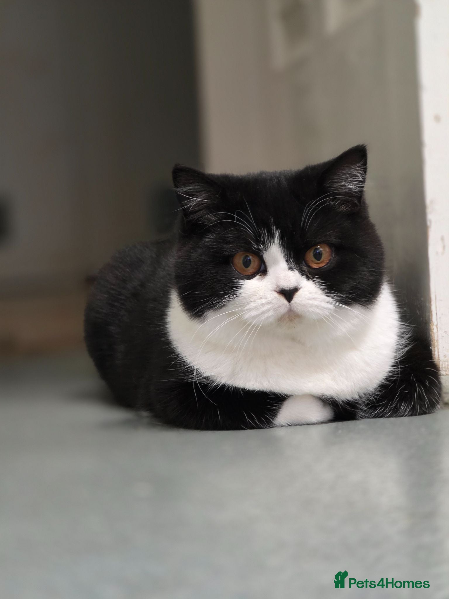 British Shorthair cats Bsh & BLH KITTENS - Advert 8