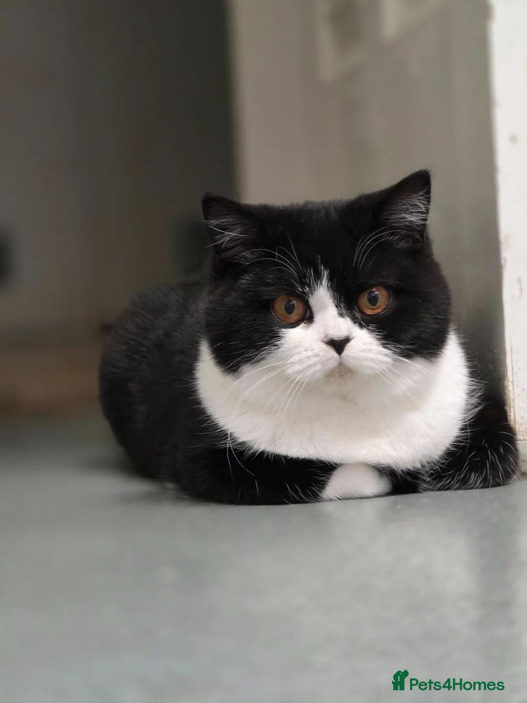 British Shorthair cats for sale: Bsh & BLH KITTENS in Dereham - Advert 1