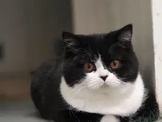 British Shorthair cats Bsh x - Advert 15