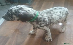 Dalmatian dogs for sale: Dalmatian Ready to home 1×girl 1× boy(£550)) - Image 23