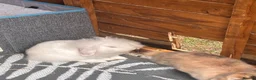 Mini Lion Lop rabbits for sale: Baby rabbit 10 weeks old  - Advert 2
