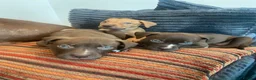 American Bull Staffy dogs for sale: 100% American Bull Staff Puppies for Sale - Advert 13
