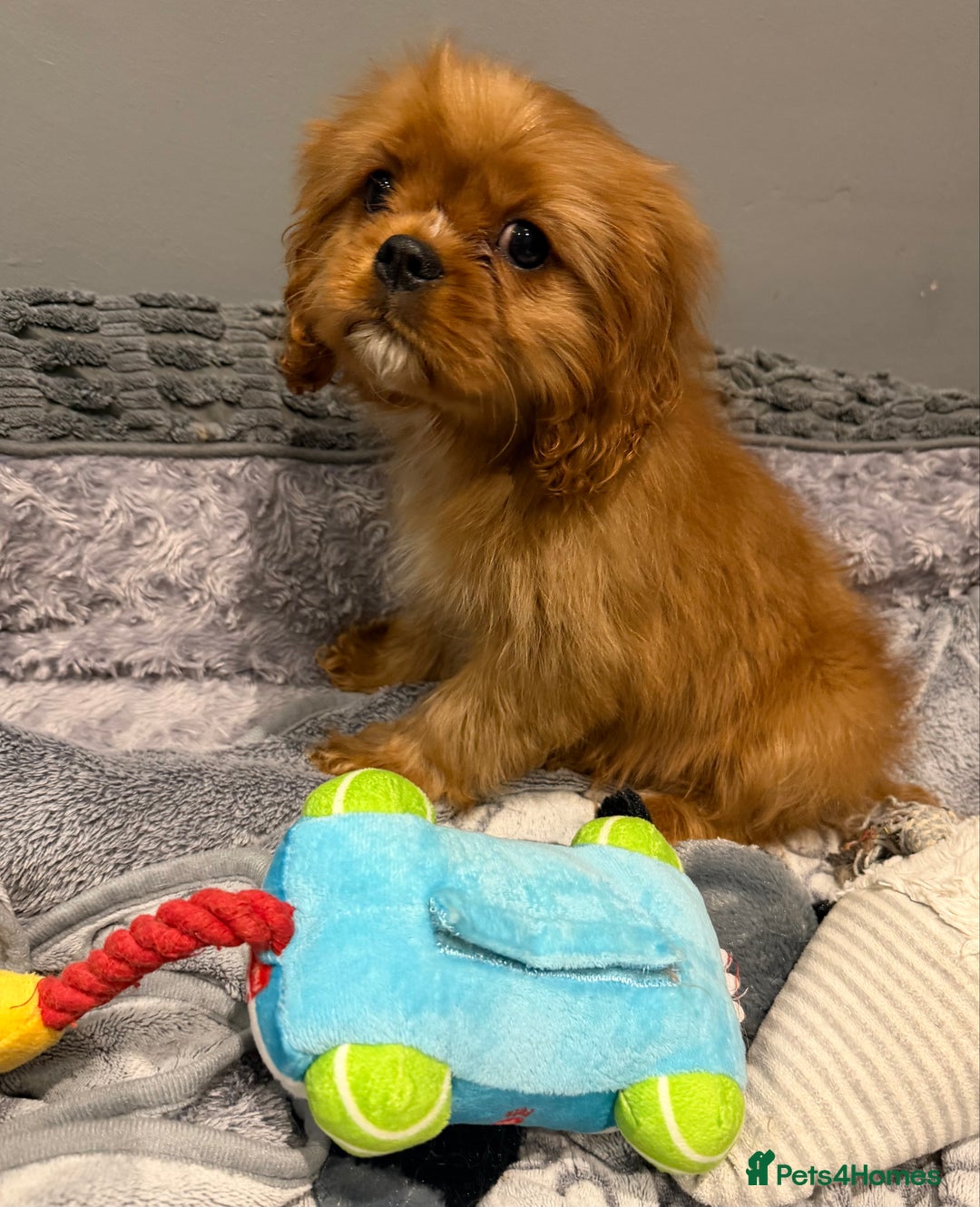 Cavalier King Charles Spaniel dogs for sale: Cavalier King Charles spaniel puppies  - Advert 3