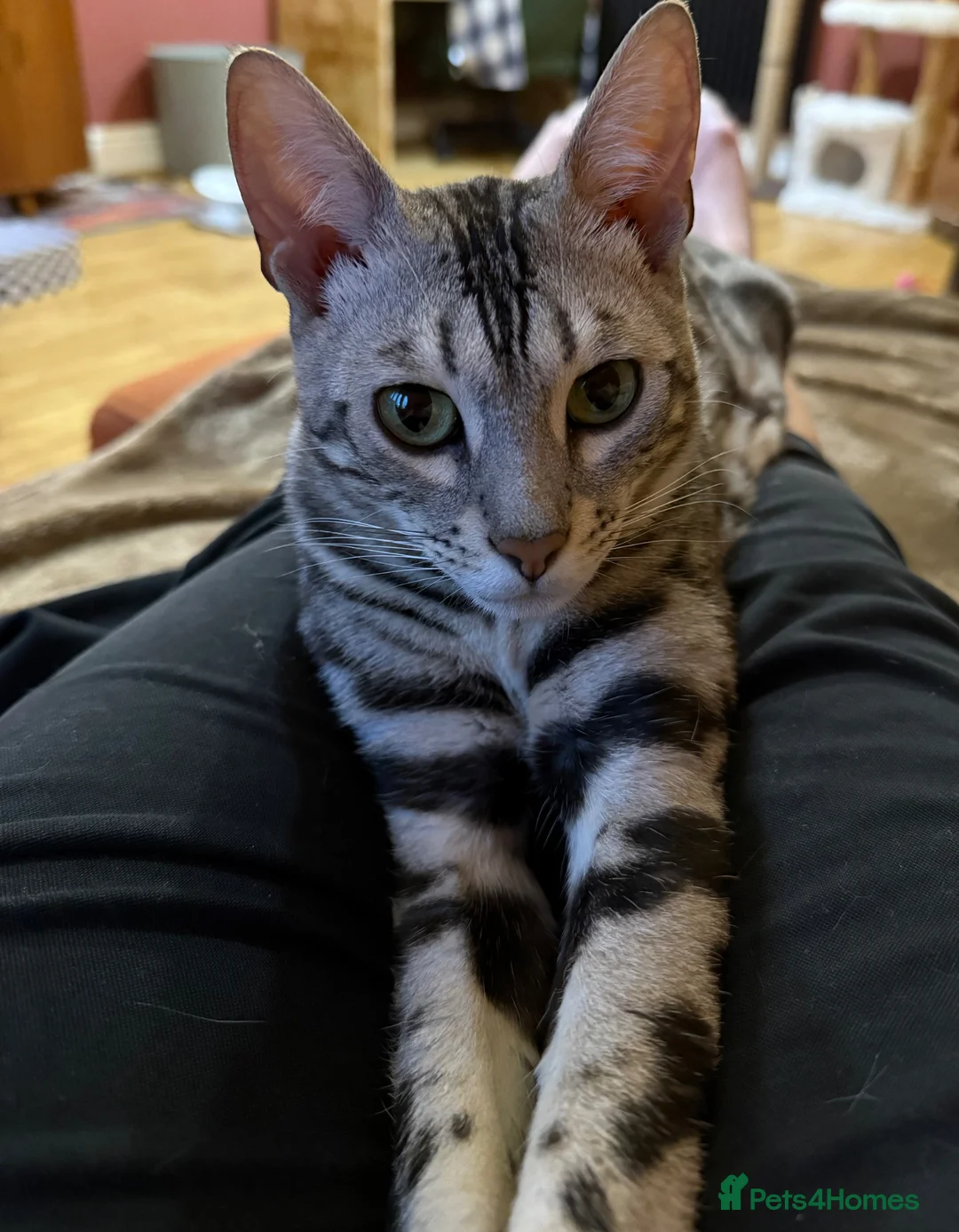 Bengal cats for sale: Beautiful Bengal girl looking for forever home - Advert 2