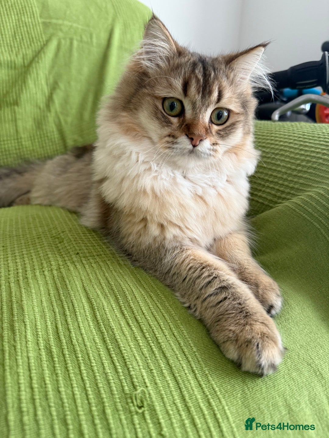 British Longhair cats for sale: British Longair and Shorthair Kittens for sale - Image 5