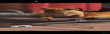 Staffordshire Bull Terrier 4