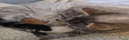 Domestic Shorthair cats for sale: Kittens  - Advert 2