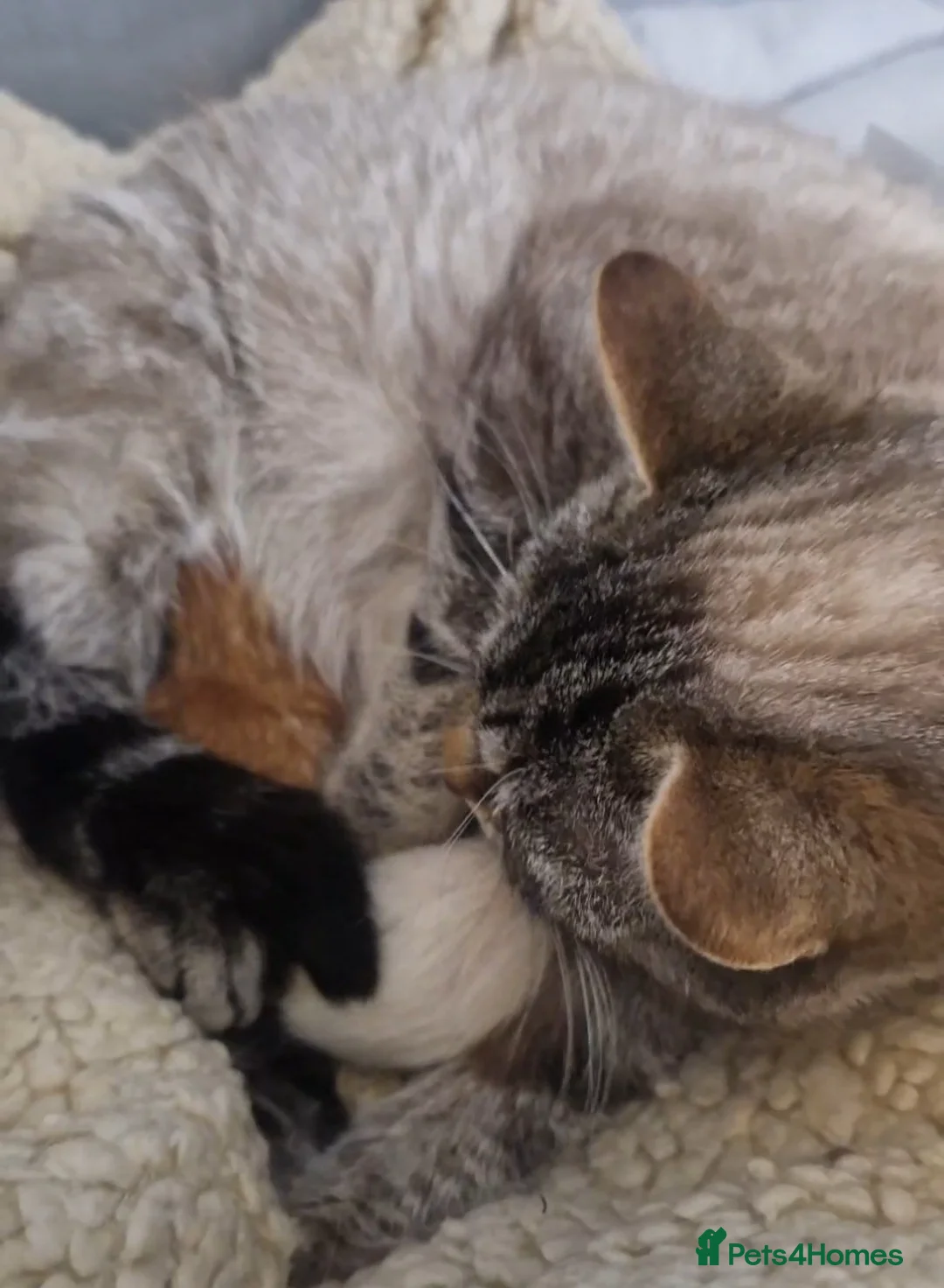 Domestic Shorthair cats for sale: Kittens  - Advert 2