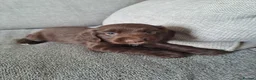 Sprocker dogs for sale: beautiful F1 Sprocker puppies  - Advert 11