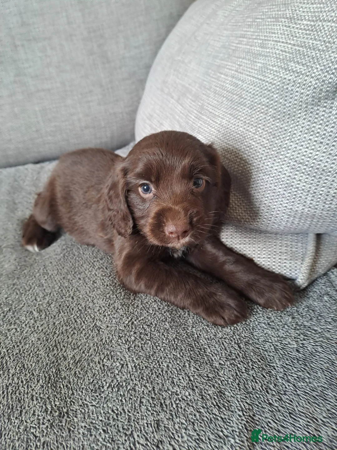 Sprocker dogs for sale: beautiful F1 Sprocker puppies  - Advert 11