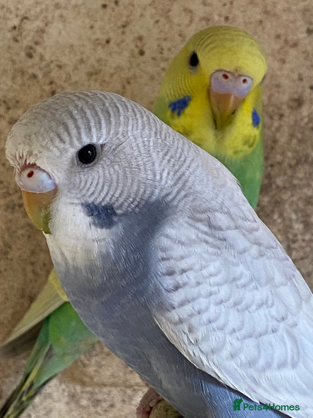 Budgerigars birds for sale: Beautiful Budgies - Image 25
