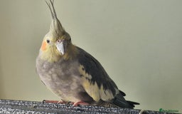 Cockatiels birds for sale: 3 cockatiels for sale - Image 8
