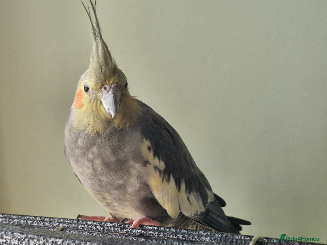 Cockatiels birds for sale: 3 cockatiels for sale - Image 8