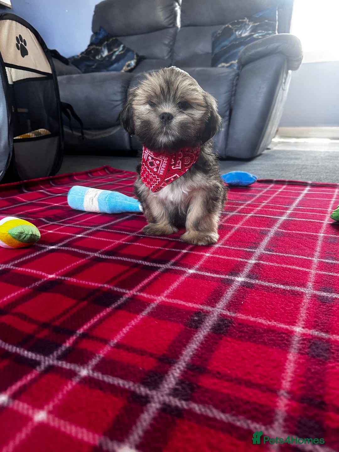 Lhasa Apso dogs for sale: KC Registered Lhasa Apso boy puppy - Image 3