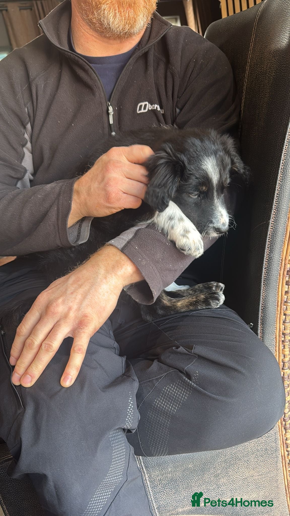 Bordoodle dogs  One girl left Ready Bordoodle / border collie  - Advert 1