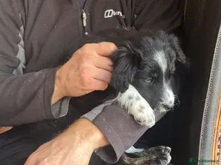 Bordoodle dogs One girl left Ready Bordoodle / border collie - Advert 6