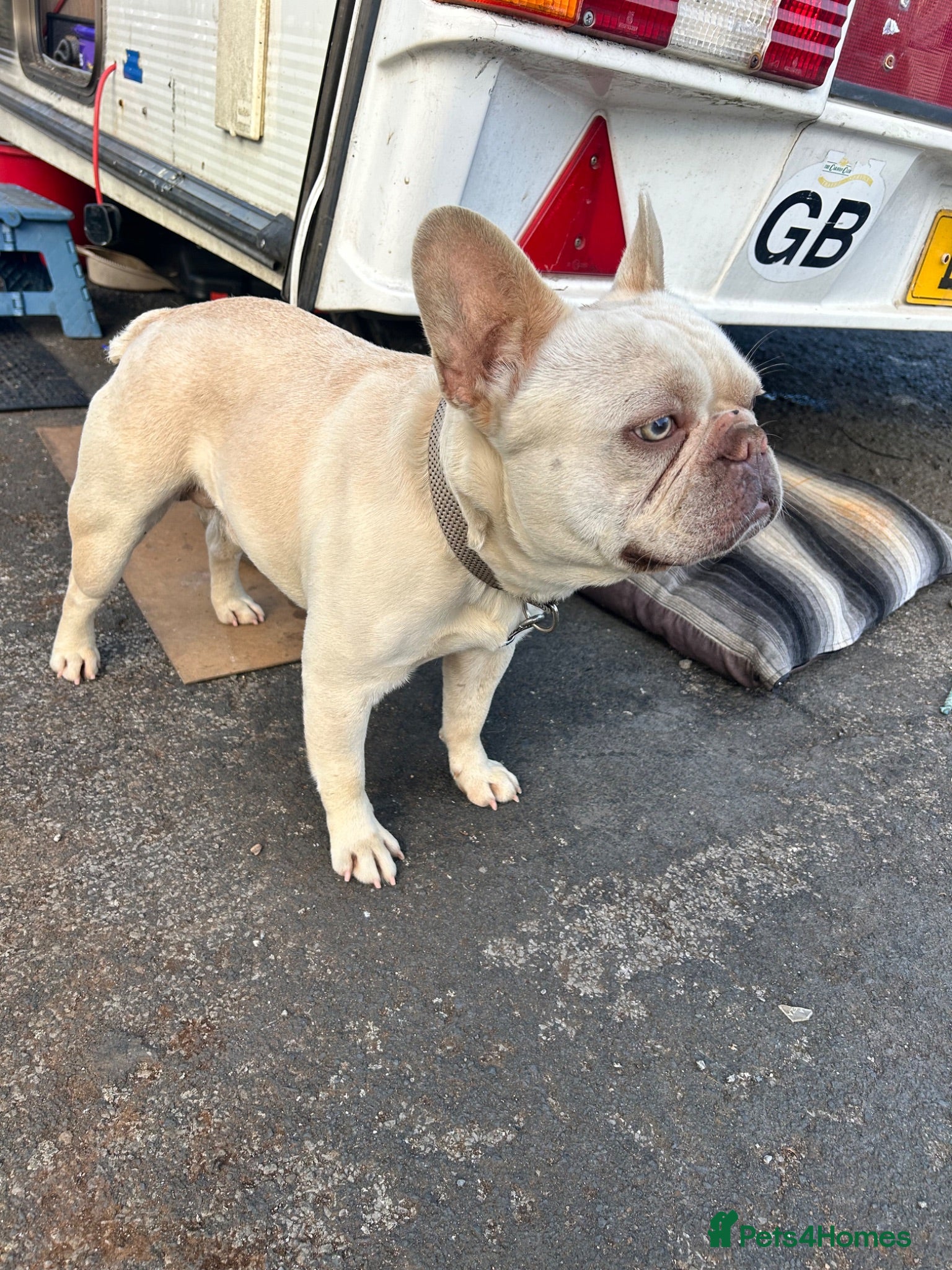 French Bulldog dogs Mr Billi - Advert 1
