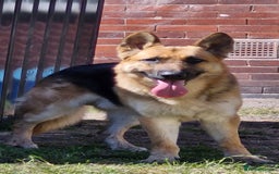 German Shepherd dogs for sale: Major - Image 1