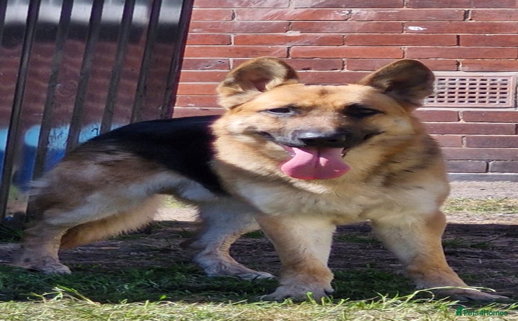 German Shepherd dogs - Advert 4
