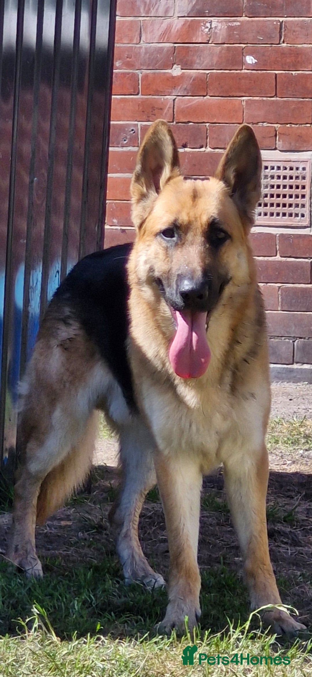German Shepherd dogs for sale: Major - Image 1