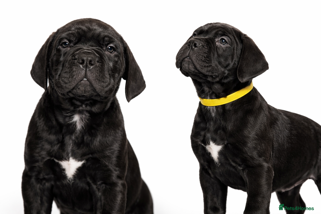 Cane Corso dogs for sale: Cane Corso Puppies – Champion European Lines - Advert 10