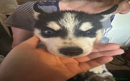 Siberian Husky dogs for sale: Five husky puppies for sale - Image 13