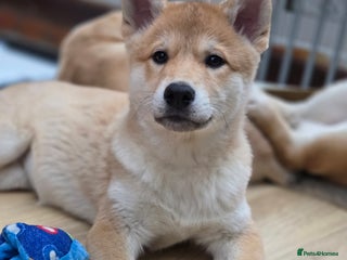 Mixed Breed dogs Wolfdog cross Puppies/ready to go - Advert 4