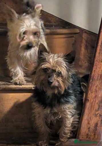 Gallery Image {{count}}